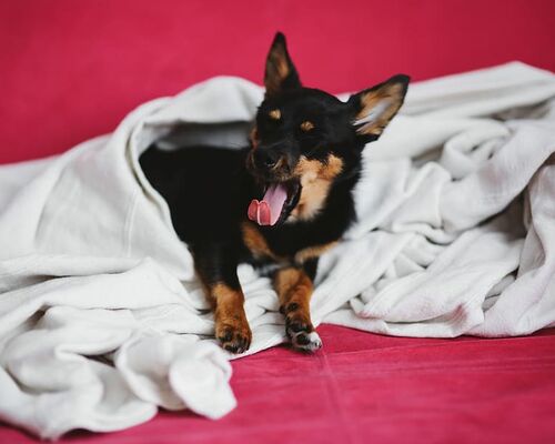 dog-pet-animal-cute