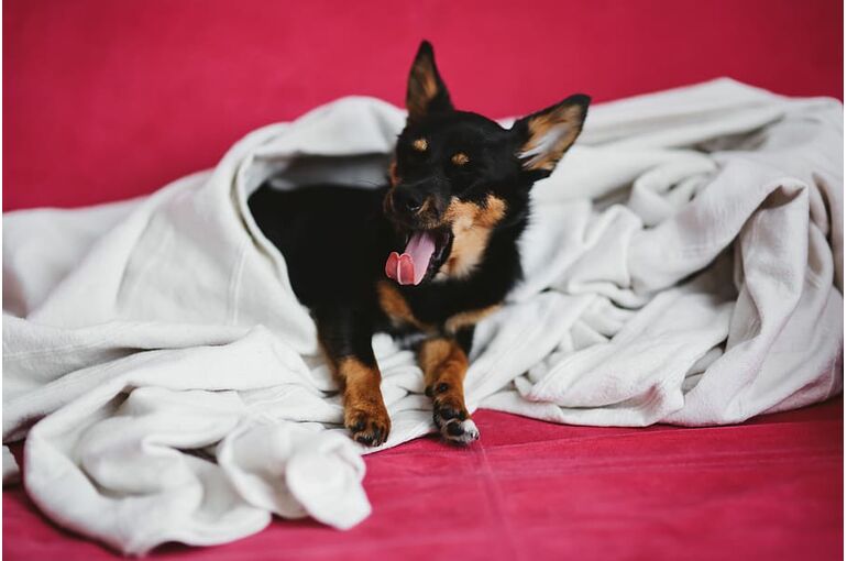 dog-pet-animal-cute